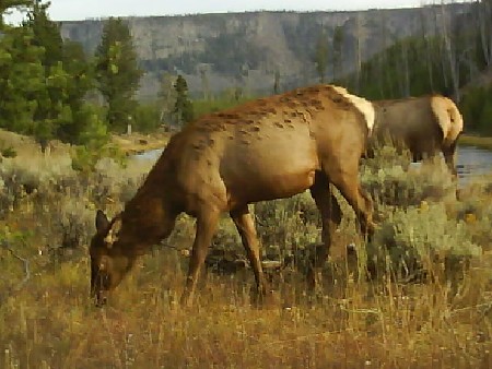 Yellowstone 110 Elk.jpg